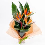 Стрелиции в букете