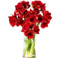 Удивительный букет амариллисов