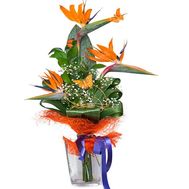 Яркий букет стрелиций