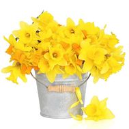 Золотистий букет нарцисів