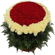 Букет із 501 червоної і білої троянд