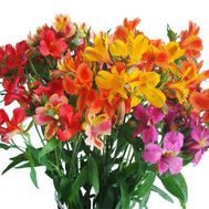 Bouquet of flowers from 21 multi-colored alstroemerias
