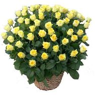 Кошик з 71 жовтої троянди