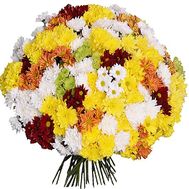 Букет із 51 різнобарвною хризантеми