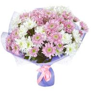 Bouquet of 17 white and pink shrub chrysanthemums