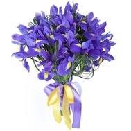 Букет из 23 ирисов с лентой