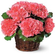 Basket of flowers from 9 red carnations