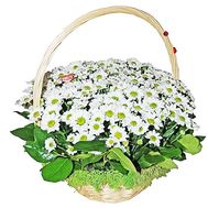 Корзинка цветов из 15 белых ромашковидных хризантем