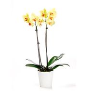 Yellow Orchid