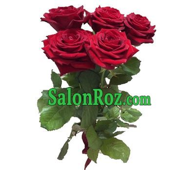 5 red roses 5 red roses