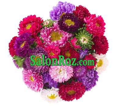 25 multi-colored asters 25 multi-colored asters