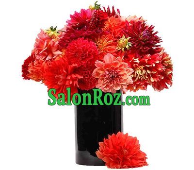 31 multi-colored dahlia 31 multi-colored dahlia