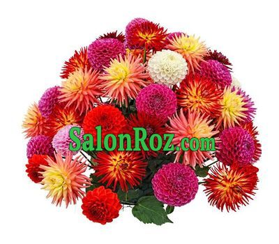 51 dahlias in a bouquet 51 dahlias in a bouquet