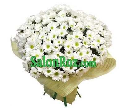 55 white chamomile chrysanthemums 55 white chamomile chrysanthemums