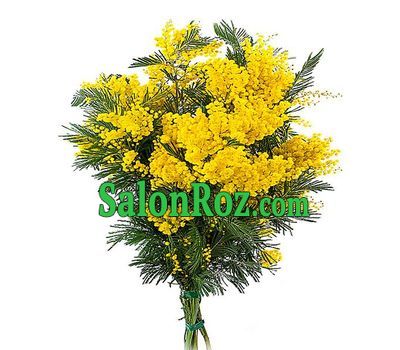 Mimosa bouquet on March 8 Mimosa bouquet on March 8
