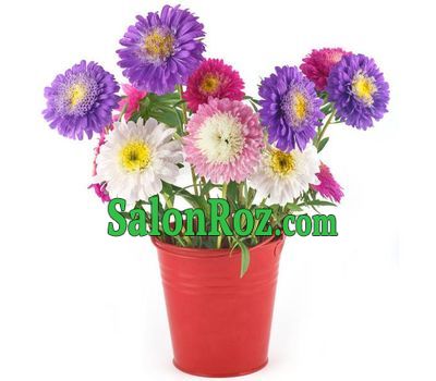 A bouquet of asters for a girl A bouquet of asters for a girl