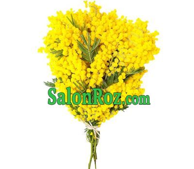 A compact bouquet of mimosa A compact bouquet of mimosa
