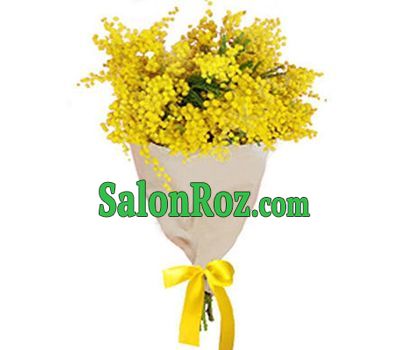 Beautiful bouquet of mimosa Beautiful bouquet of mimosa