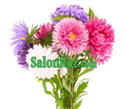 Small bouquet of aster Small bouquet of aster