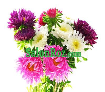 Lovely bouquet of asters Lovely bouquet of asters