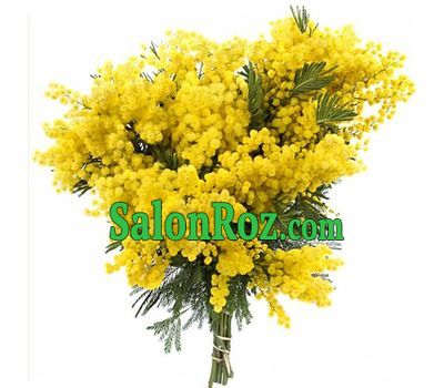 Lovely bouquet of mimosa Lovely bouquet of mimosa