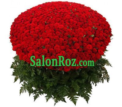 501 red rose 501 red rose