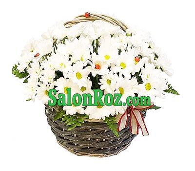 White chrysanthemums in a basket White chrysanthemums in a basket