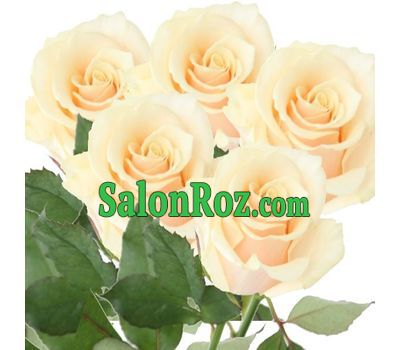Bouquet of 5 cream roses Bouquet of 5 cream roses