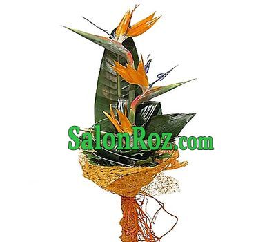 A bouquet of arrows - Paradise