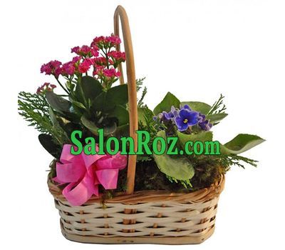 Potted plants in the basket Potted plants in the basket