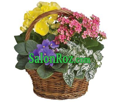 Indoor flowers in the basket Indoor flowers in the basket
