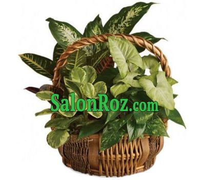 Indoor plants in the basket Indoor plants in the basket