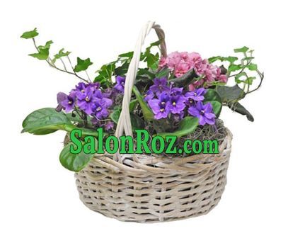 Composition from potted plants Composition from potted plants