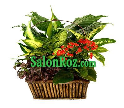 Composition from houseplants in a basket Composition from houseplants in a basket