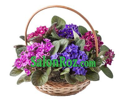 Basket of violets Basket of violets
