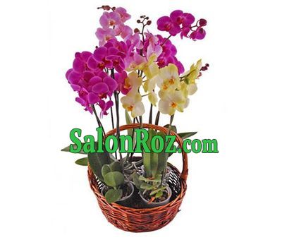 Phalaenopsis orchid basket Phalaenopsis orchid basket