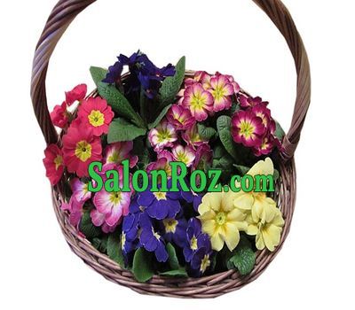 Primrose basket Primrose basket