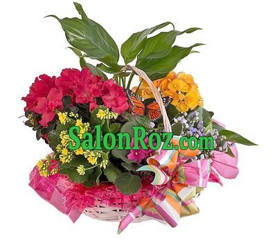 Basket with indoor plants Basket with indoor plants