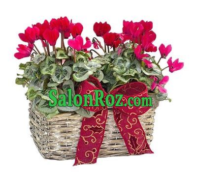 Cycle of cyclamens Cycle of cyclamens