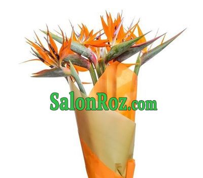 Beautiful bouquet of arrows