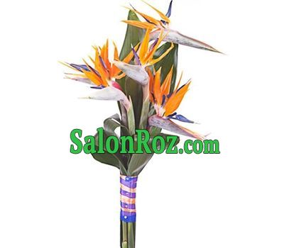 A small bouquet of strelitzia