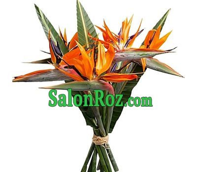 Orange bouquet of arrows