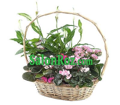Gift basket with room colors Gift basket with room colors