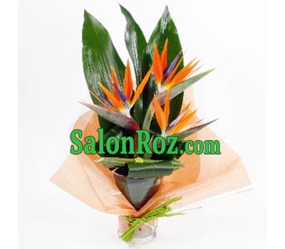 Strelitzia in the bouquet