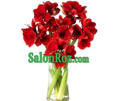 Amazing bouquet of amaryllis Amazing bouquet of amaryllis