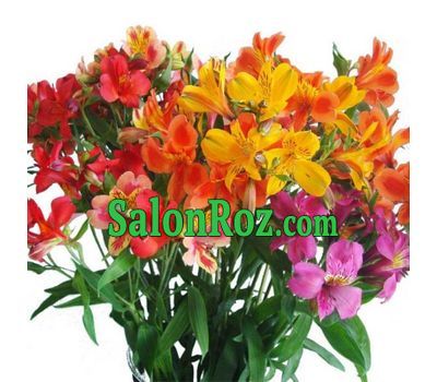 Bouquet of flowers from 21 multi-colored alstroemerias Bouquet of flowers from 21 multi-colored alstroemerias