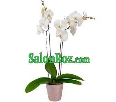 White Orchid White Orchid