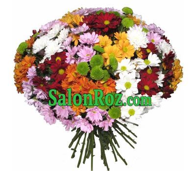 Bouquet of 35 multicolored chrysanthemums Bouquet of 35 multicolored chrysanthemums