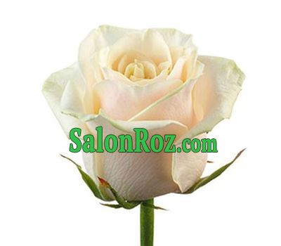 Choose the quantity by clicking on the photo Choose the quantity by clicking on the photo