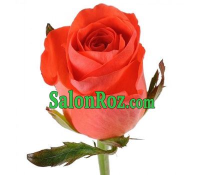 Choose the quantity by clicking on the photo Choose the quantity by clicking on the photo
